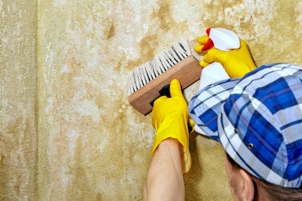 Best Mold-Related Health Consultation  in USA